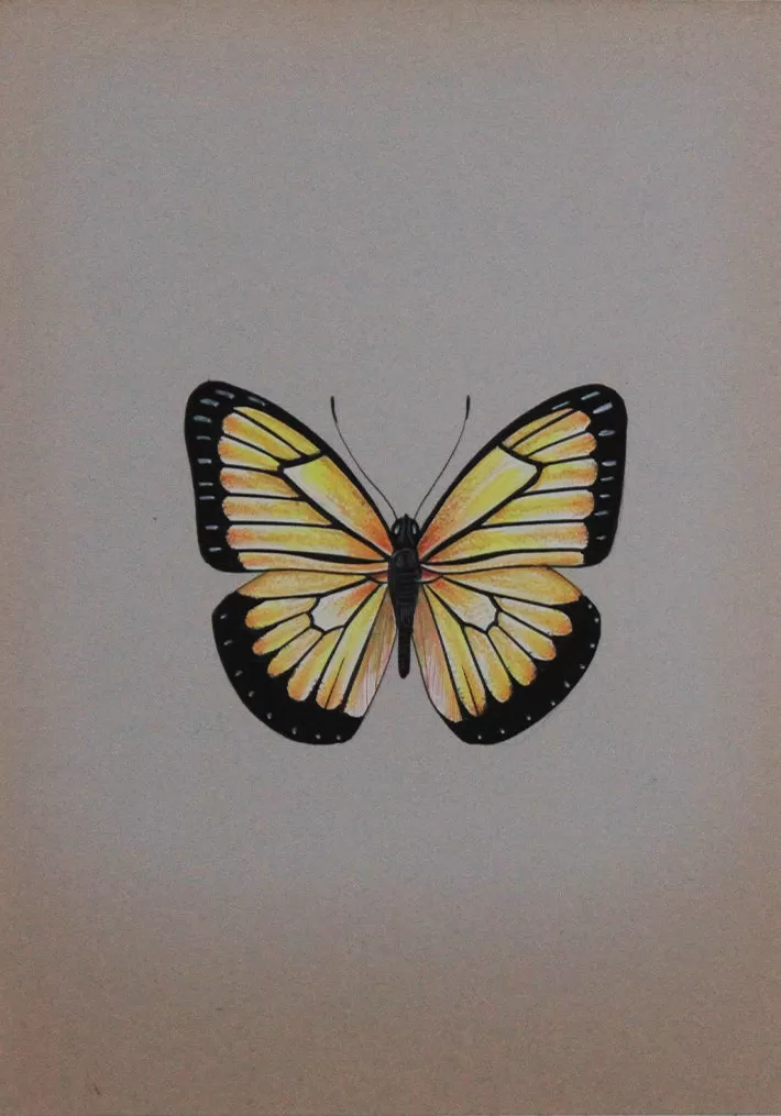 A Glowing Butterfly in Miniature Painting by Mohan Prajapati