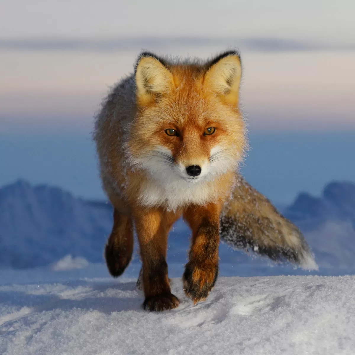 Red fox